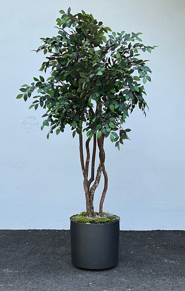 Houseplants
