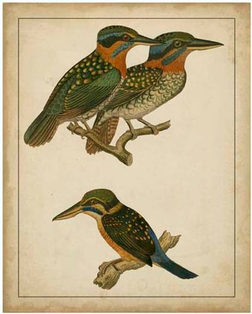 main photo of vintage kingfishers iii