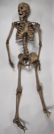main photo of Skeleton - Adult