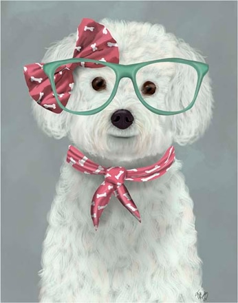 main photo of bichon frise with glasses and scarf