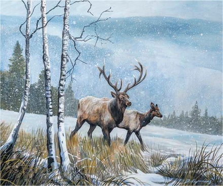 main photo of elk journey iv