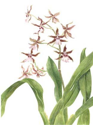 main photo of orchid study iii
