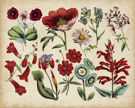 main photo of Antique Botanical Chart I