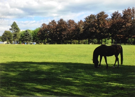 main photo of Cleared snapshot:  horse in shade, grazing in pasture