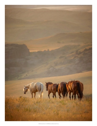 main photo of Sunkissed Horses VI