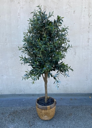 main photo of Olive Tree