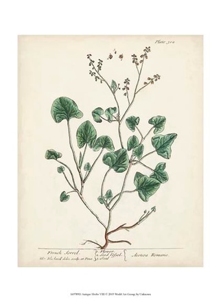 main photo of antique herbs viii