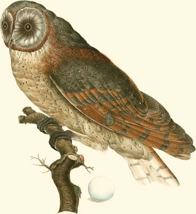 main photo of nozeman owls iv