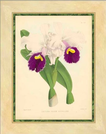main photo of fitch orchid i