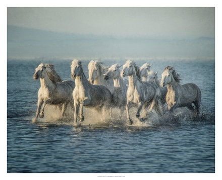 main photo of Water Horses VI