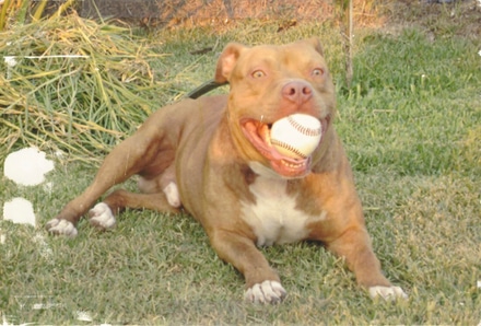main photo of Cleared snapshot; Dog with baseball in mouth
