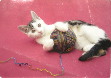 main photo of Cleared Snapshot:  cat with ball of yarn