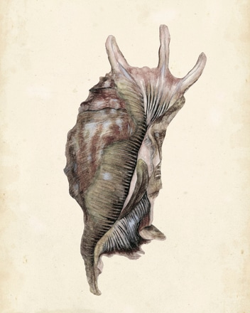 main photo of Watercolor Seashell IV