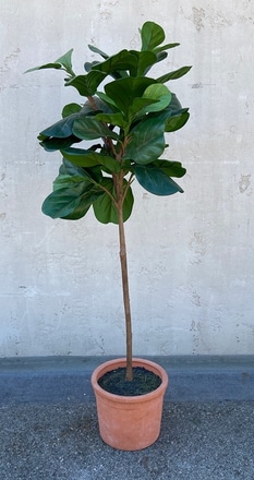 main photo of Fig Leaf Tree