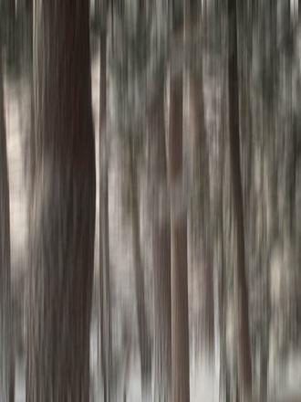 main photo of Blurry Forest