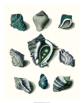 main photo of celadon shells iv