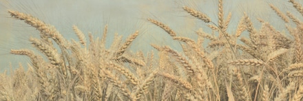 main photo of Gold Harvest Crop