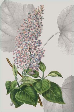 main photo of botanical arrangement iv