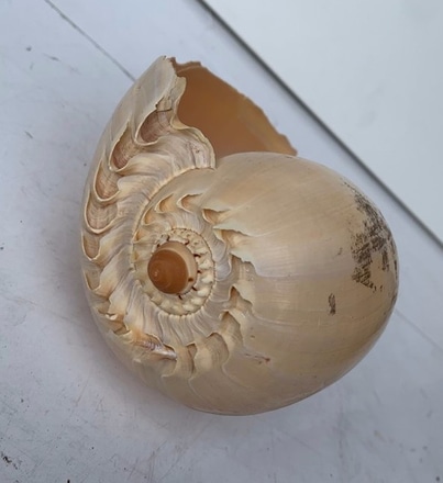 main photo of Sea Shell