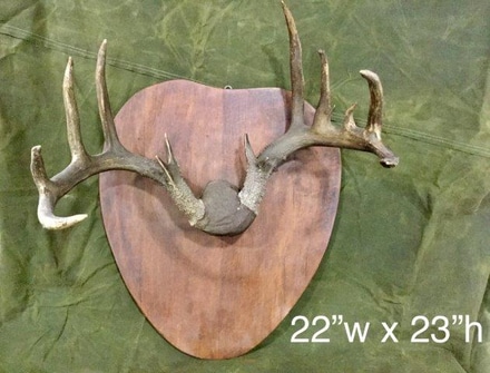 main photo of taxidermy antlers