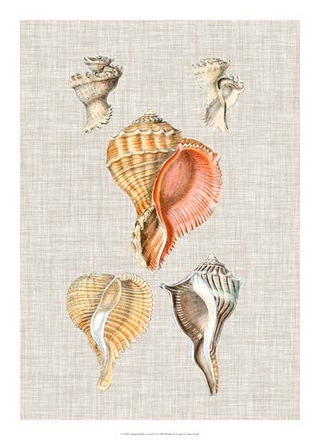 main photo of antique shells on linen vi