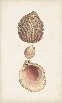 main photo of Antiquarian Shell Study VI