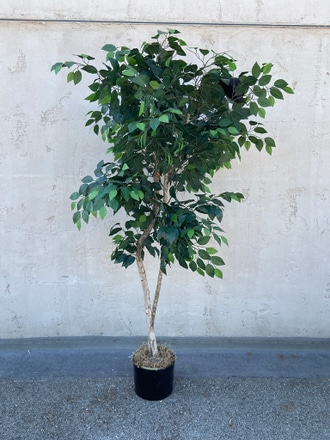main photo of Ficus Tree