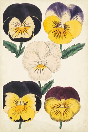 main photo of Antique Pansies II