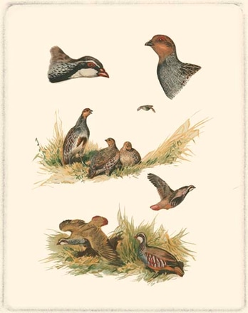 main photo of partridge