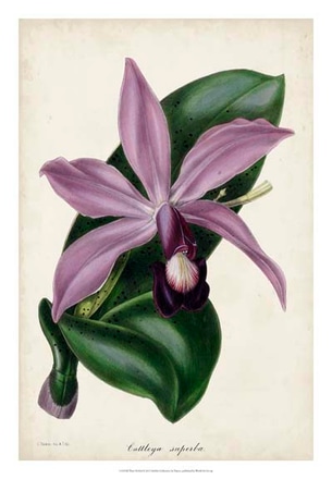 main photo of plum orchid