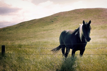 main photo of Black Paint Horse