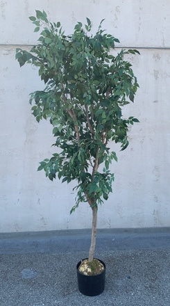 main photo of Potted Ficus Plant