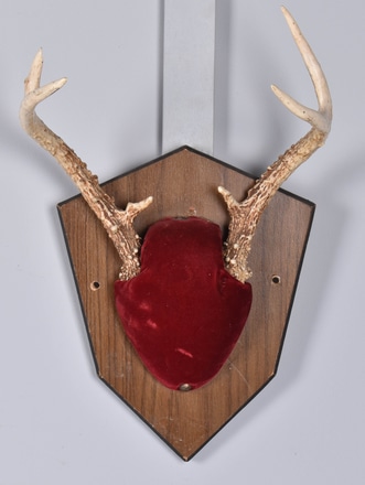 main photo of Plaque Mounted Antlers w/ Red Velvet Center