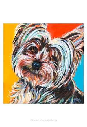 main photo of sweet yorkie ii