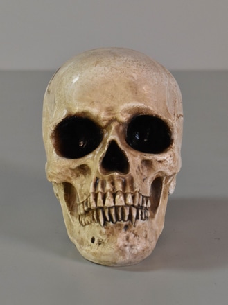 main photo of Human Skull
