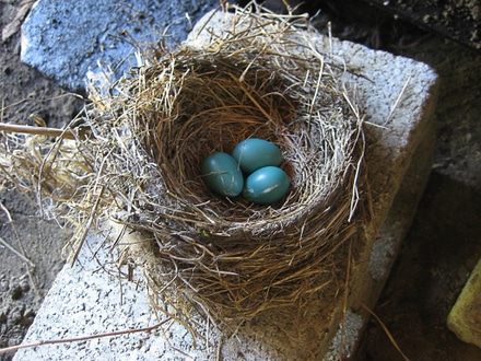 main photo of Easter Basket