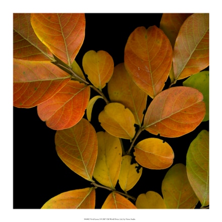 main photo of vivid leaves i