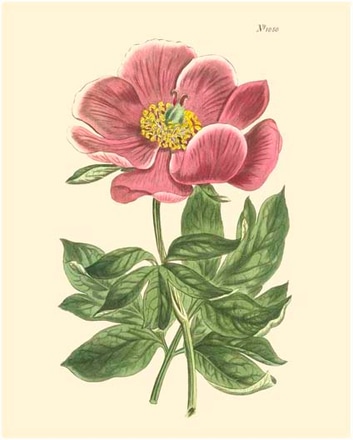 main photo of blushing peony ii