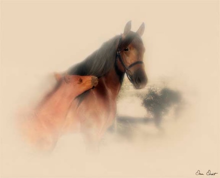 main photo of horse portrait x