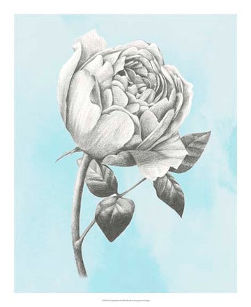 main photo of graphite rose ii