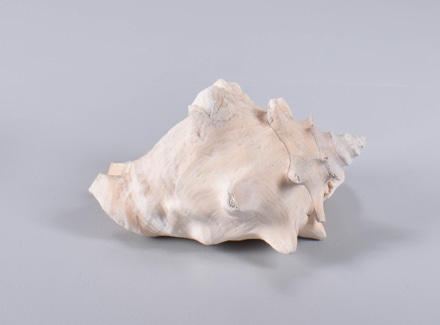 main photo of Conch Seashell