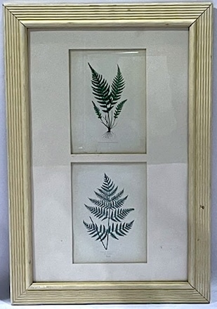 main photo of Ferns I