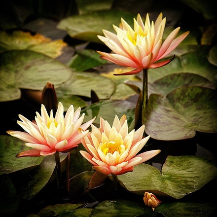 main photo of Water Lilies 1