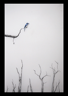 main photo of Blue Bird