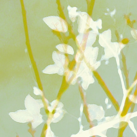 main photo of Japanese Spring Celadon 1