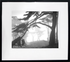 main photo of Trees in Fog