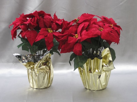 main photo of Red Poinsettias in gold foil