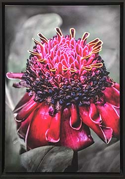 main photo of Torch Ginger