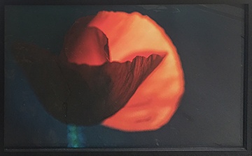 main photo of Poppy Sun