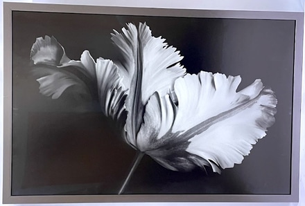 main photo of Ivory flower II
